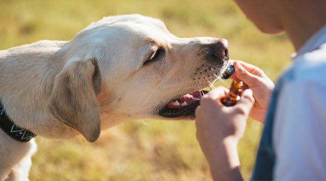 Hund bekommt Bachblüten verabreicht wie erlernt in der Bachblüten für Hunde Ausbildung.